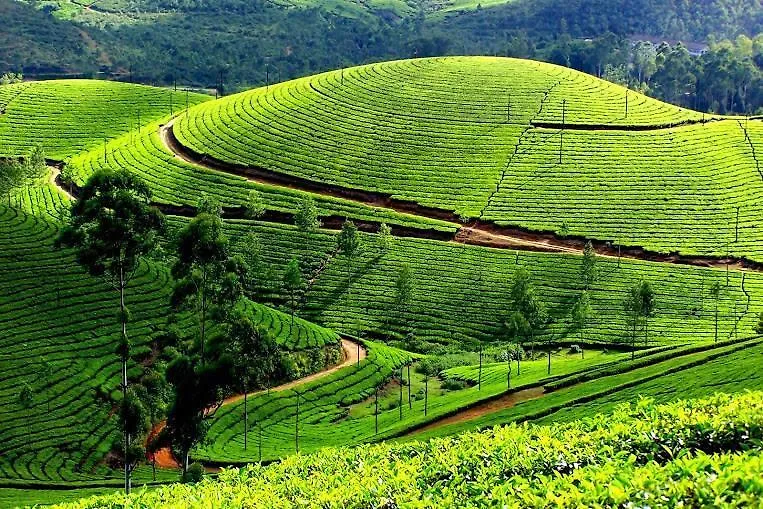 Munnar Black Forest Resort 4*,